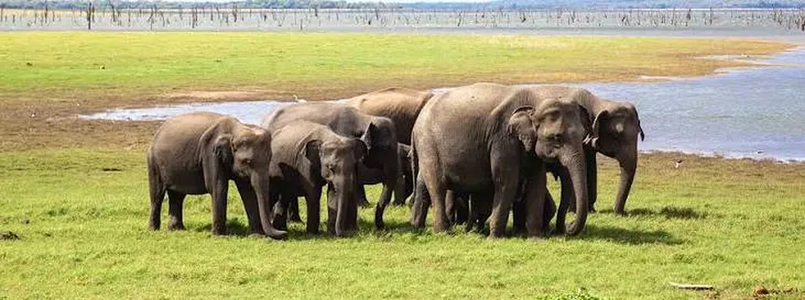Kaudulla