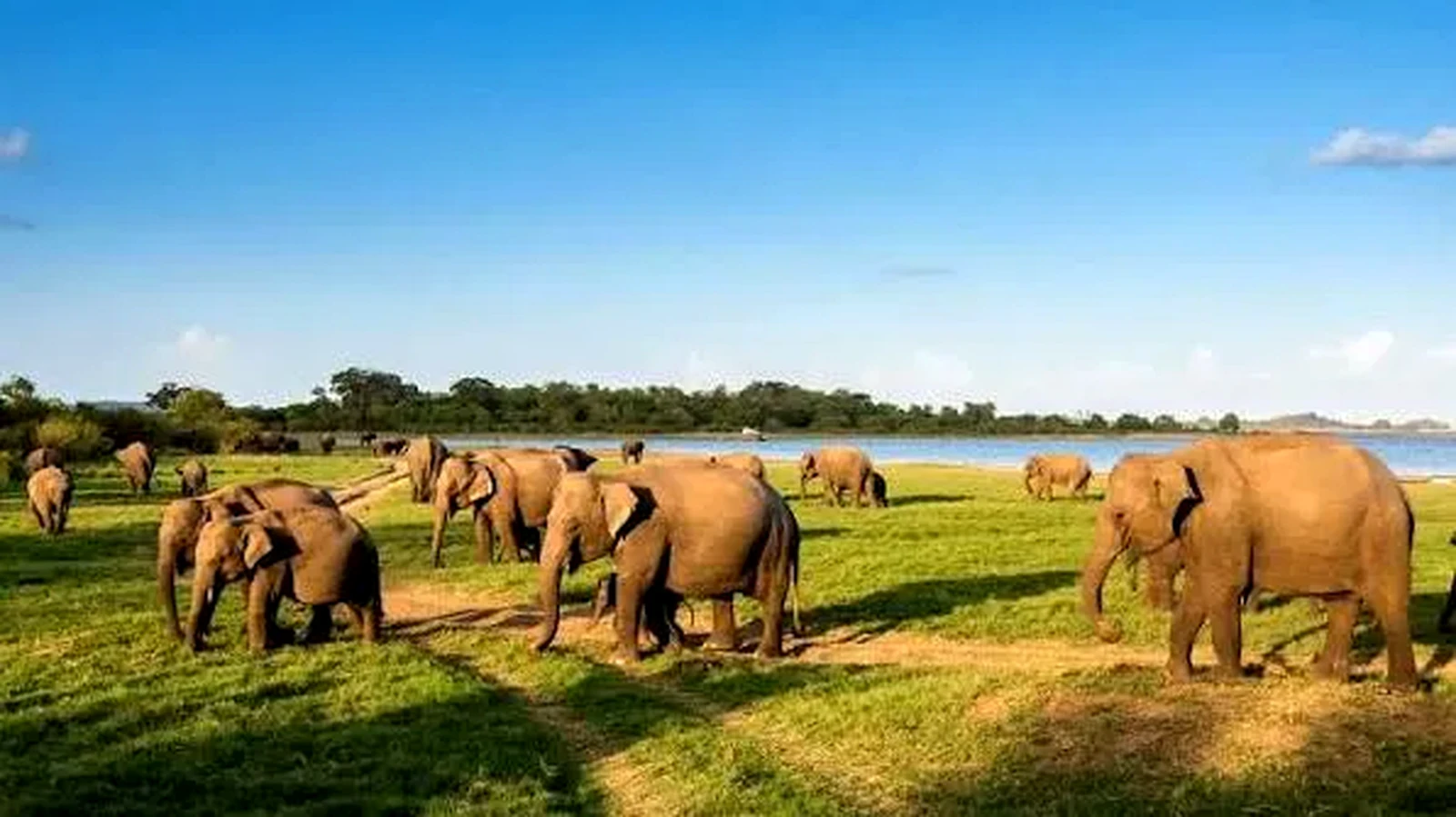 Minneriya