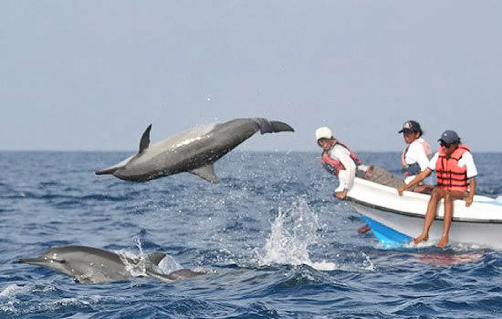 Dolphin Watching