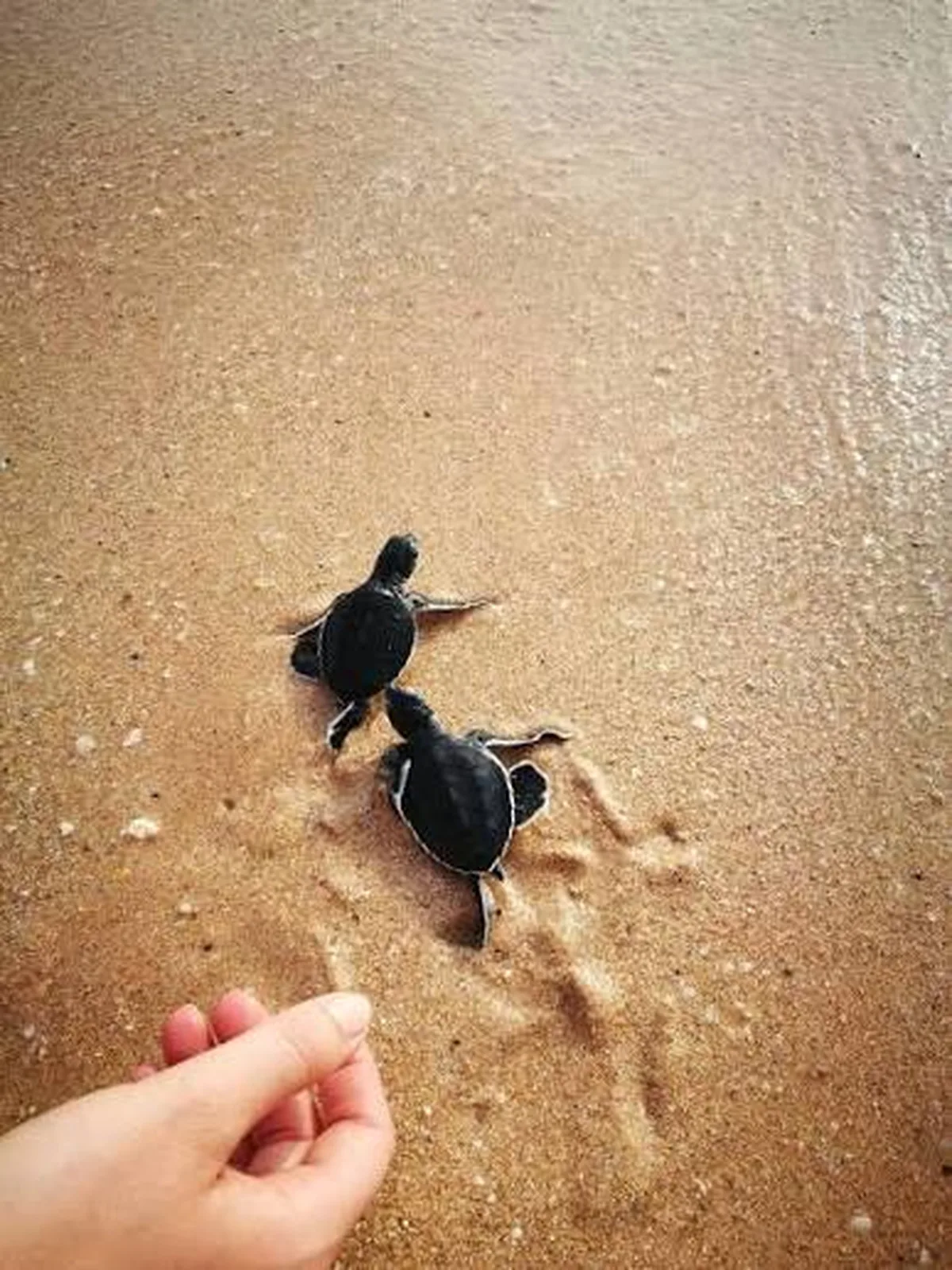 Marine Wildlife