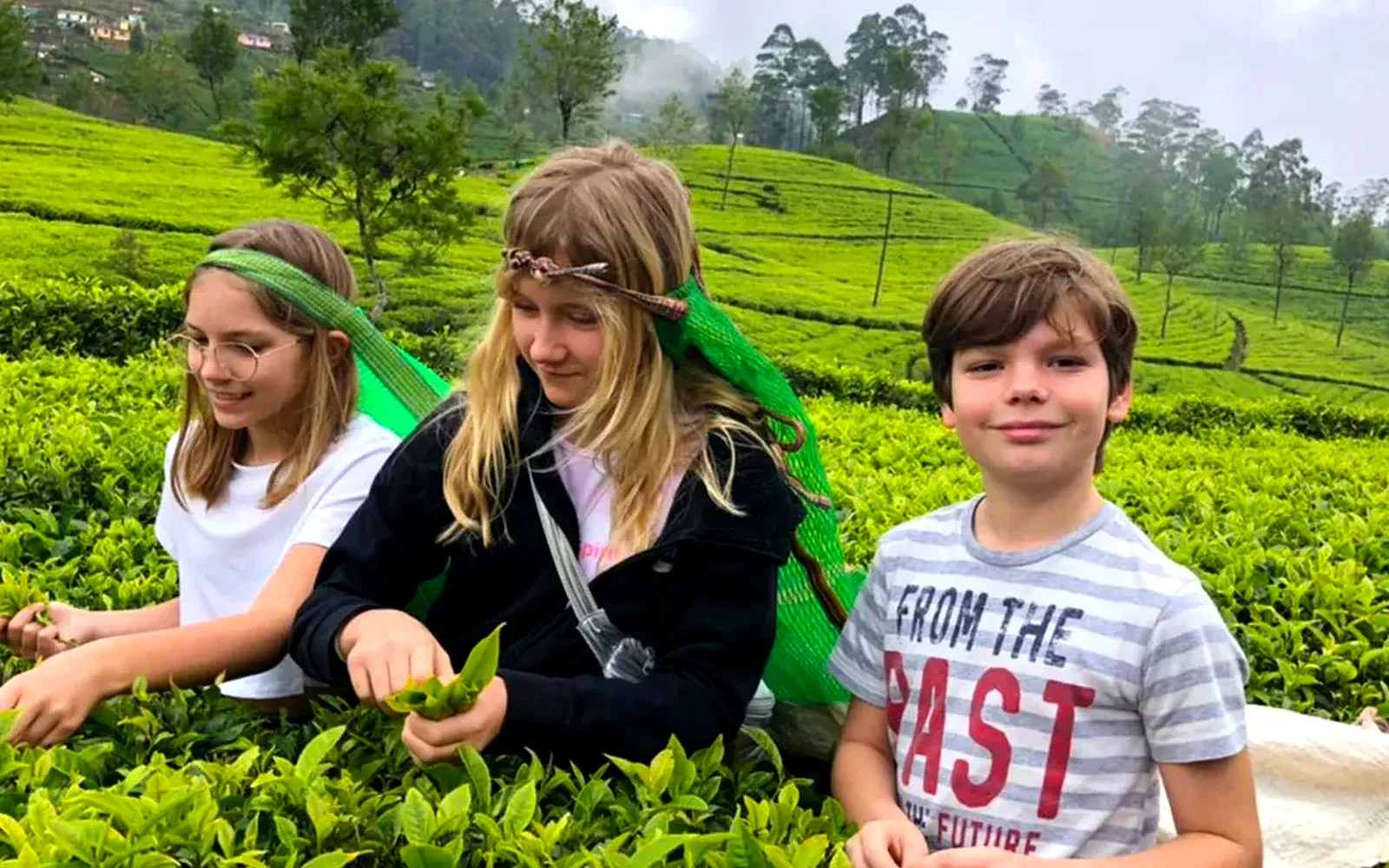Tea Experiences