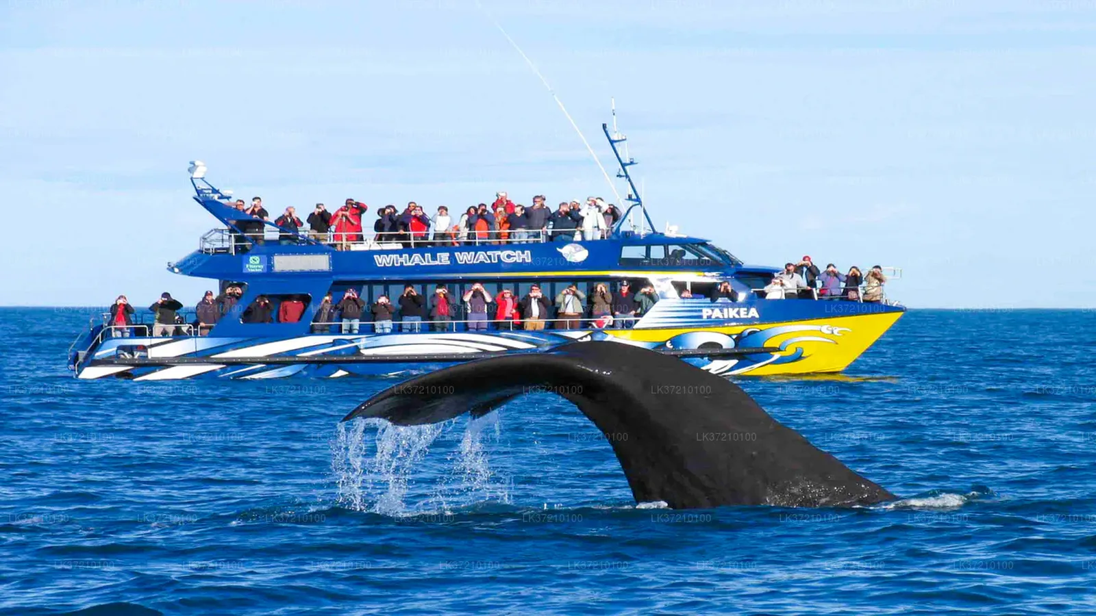 Whale Watching