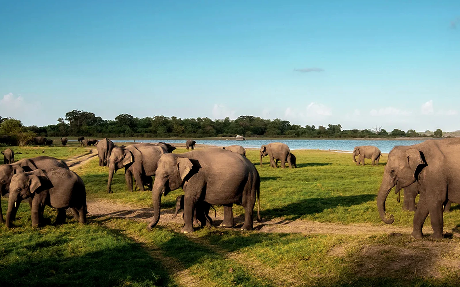 Wildlife Explorer Journey